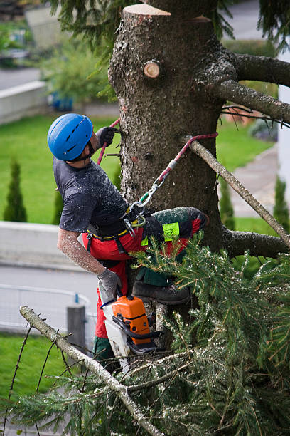 Trusted Post, TX  Tree Services Experts