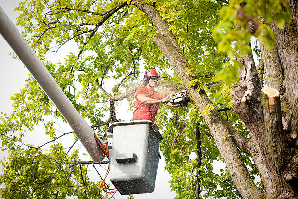 Why Choose Our Tree Removal Services in Post, TX?